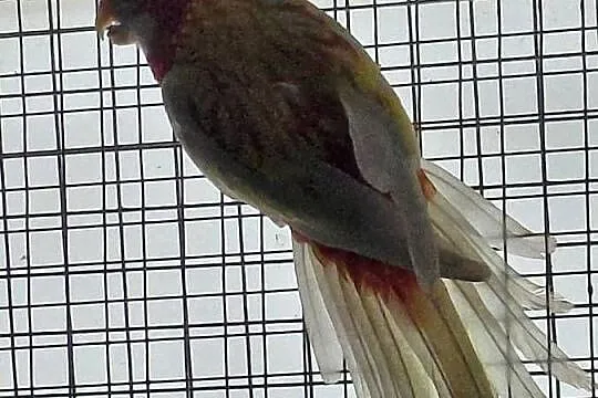 Rozella Białolica Samica, Kujawsko-pomorskie, Nakło nad Notecią
