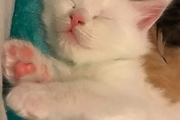 kociaki mainecoon dostepne, , Lublin