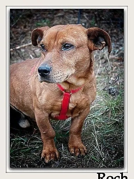 W typie jamnika,6 letni,łagodny,przytulaśny,rodzinny piesek ROCH.Adopcja., Łódzkie, Łódź