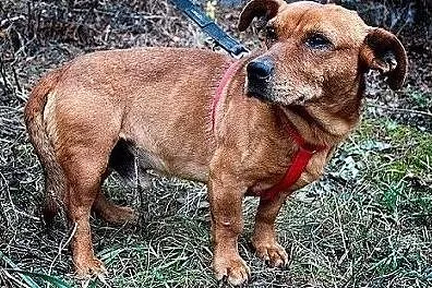 W typie jamnika,6 letni,łagodny,przytulaśny,rodzinny piesek ROCH.Adopcja., Łódzkie, Łódź