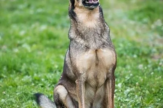 6 letni TOBI szuka domku, takiego na zawsze