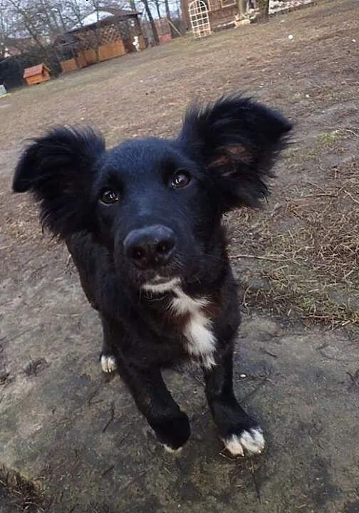 Hilton - 3 miesięczny lękliwy piesek do adopcji. ,