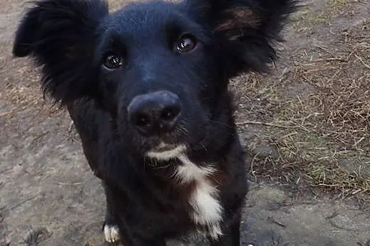 Hilton - 3 miesięczny lękliwy piesek do adopcji. ,