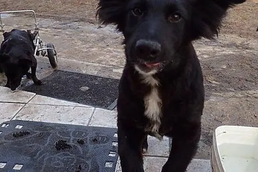 Hilton - 3 miesięczny lękliwy piesek do adopcji. ,
