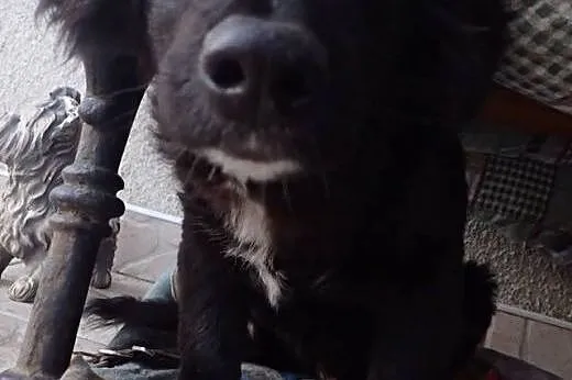 Hilton - 3 miesięczny lękliwy piesek do adopcji. ,