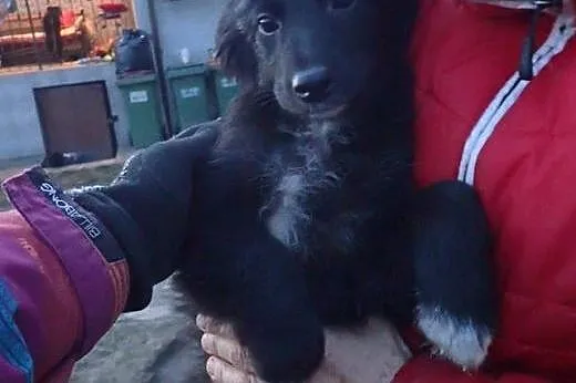 Hilton - 3 miesięczny lękliwy piesek do adopcji. ,