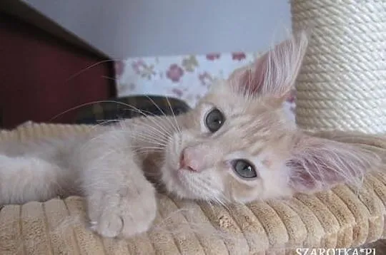 Śliczna koteczka Maine Coon.