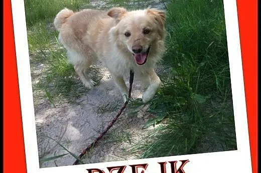 Nieduży,biszkoptowy,łagodny pies Dżejk .ADOPTUJ !,  małopolskie Kraków