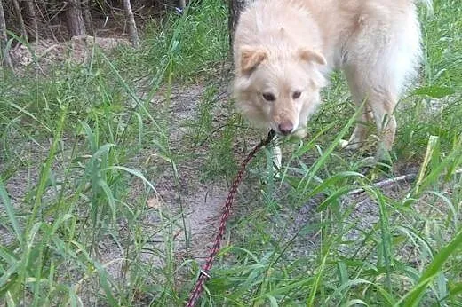 Nieduży,biszkoptowy,łagodny pies Dżejk .ADOPTUJ !,