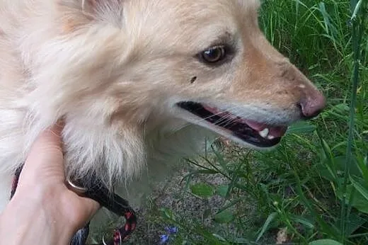 Nieduży,biszkoptowy,łagodny pies Dżejk .ADOPTUJ !,