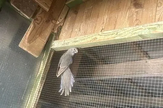 Rozella rozelle królewskie niebieskie, Kujawsko-pomorskie, Stodólno