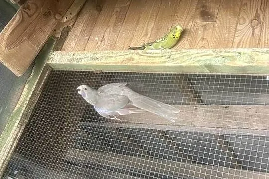 Rozella rozelle królewskie niebieskie, Kujawsko-pomorskie, Stodólno