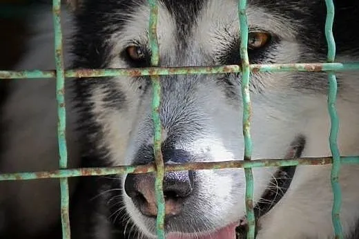 Malamut Drako szuka odpowiedzialnego domu!!!,  pom