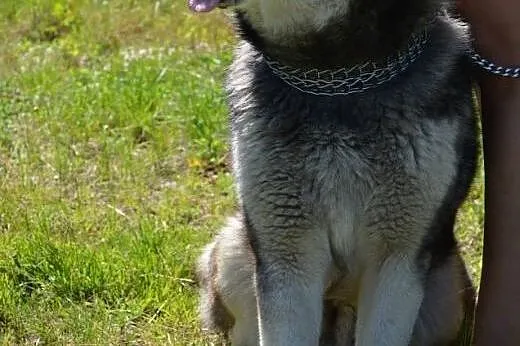 Malamut Drako szuka odpowiedzialnego domu!!!,  pom