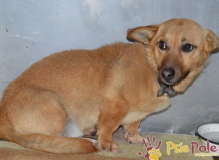 WODNIK-niewielki, delikatny młody psiak szuka kochającego domu, adopcja, Małopolskie, Kraków