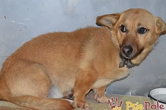 WODNIK-niewielki, delikatny młody psiak szuka kochającego domu, adopcja, Małopolskie, Kraków