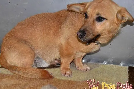 WODNIK-niewielki, delikatny młody psiak szuka kochającego domu, adopcja, Małopolskie, Kraków