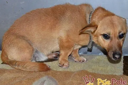 WODNIK-niewielki, delikatny młody psiak szuka kochającego domu, adopcja, Małopolskie, Kraków