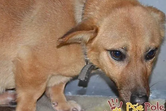 WODNIK-niewielki, delikatny młody psiak szuka kochającego domu, adopcja, Małopolskie, Kraków