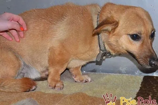 WODNIK-niewielki, delikatny młody psiak szuka kochającego domu, adopcja, Małopolskie, Kraków
