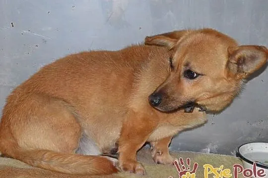 WODNIK-niewielki, delikatny młody psiak szuka kochającego domu, adopcja, Małopolskie, Kraków