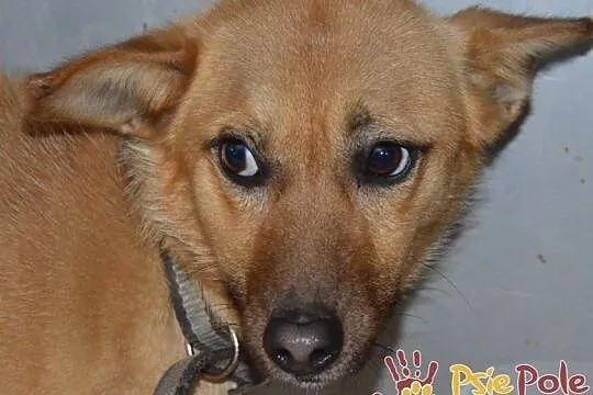 WODNIK-niewielki, delikatny młody psiak szuka kochającego domu, adopcja, Małopolskie, Kraków