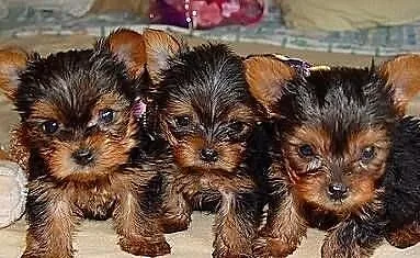 Urocze Szczeniaki Yorkshire Terrier
