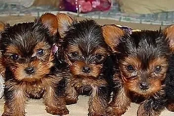 Urocze Szczeniaki Yorkshire Terrier