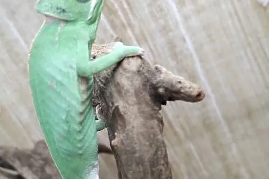 Kameleon Jemeński, Dolnośląskie, Jawor