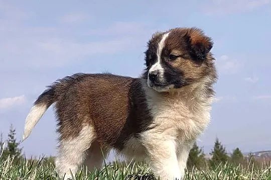 Border Collie maści Sabble / Sobol , Pies z pełną dok.