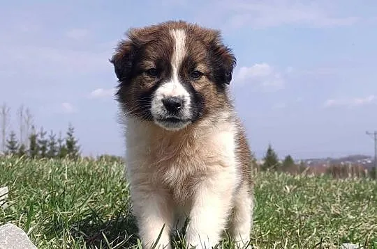 Border Collie maści Sabble / Sobol , Pies z pełną dok., Podkarpackie, Iwonicz