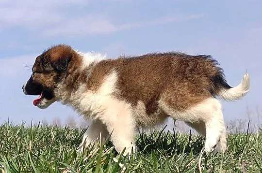 Border Collie maści Sabble / Sobol , Pies z pełną dok., Podkarpackie, Iwonicz