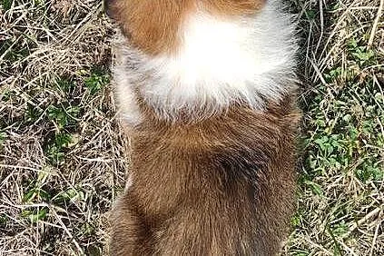 Border Collie maści Sabble / Sobol , Pies z pełną dok., Podkarpackie, Iwonicz