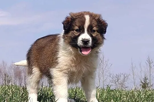 Border Collie maści Sabble / Sobol , Pies z pełną dok., Podkarpackie, Iwonicz
