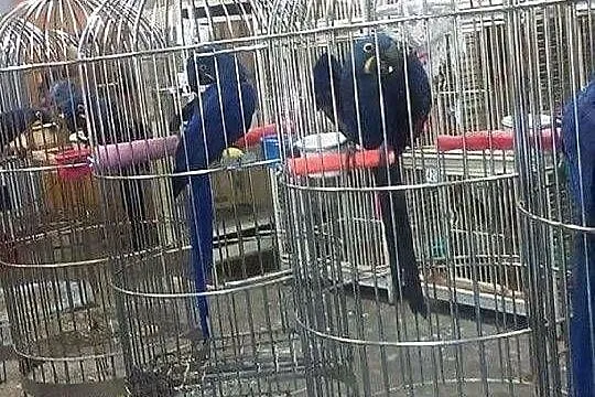 Kolorowe papugi i jaja papug na sprzedaż, Mazowieckie, Warszawa