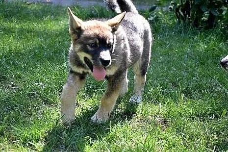 Molly , cudna, radosna ok 5 miesieczna sunia prosi