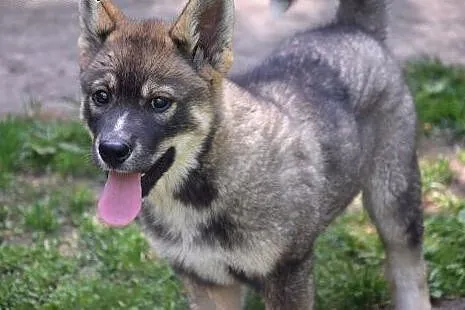 Molly , cudna, radosna ok 5 miesieczna sunia prosi