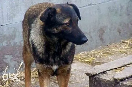 TIMI błaga o dom !!!,  śląskie Dąbrowa Górnicza