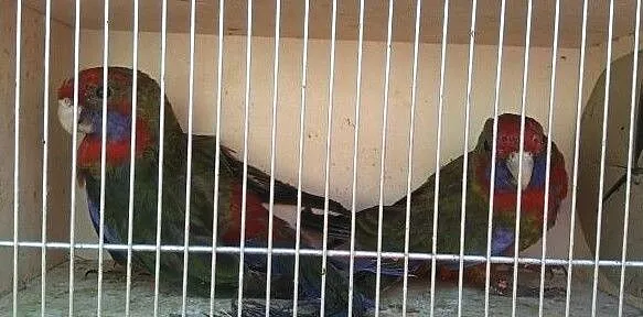 Sprzedam Rozellę Samiec z 2018r, , Cegłów