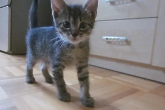 Oddam 6 tyg Kicię