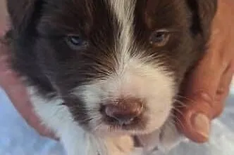 Szczenieta Border Collie REZERWACJA