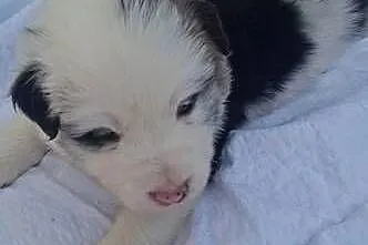 Szczenieta Border Collie REZERWACJA, Podkarpackie, Przemyśl