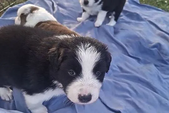Szczenieta Border Collie REZERWACJA, Podkarpackie, Przemyśl