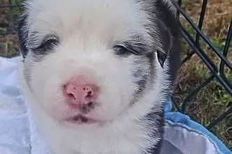Szczenieta Border Collie REZERWACJA, Podkarpackie, Przemyśl