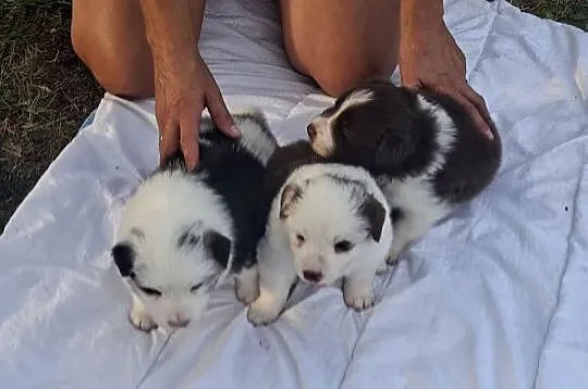 Szczenieta Border Collie REZERWACJA, Podkarpackie, Przemyśl