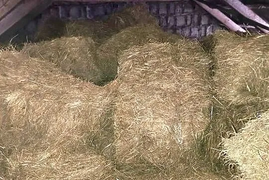 Siano w małej kostce podściółka dla zwierząt, podłoże dla koni, bydła, Lubelskie, Łuków