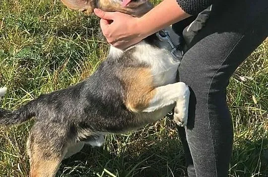 Frugo-grzeczny,ułożony,skupiony na człowieku, niepoprawny przytulas DO ADOPCJI, Mazowieckie, Warszawa