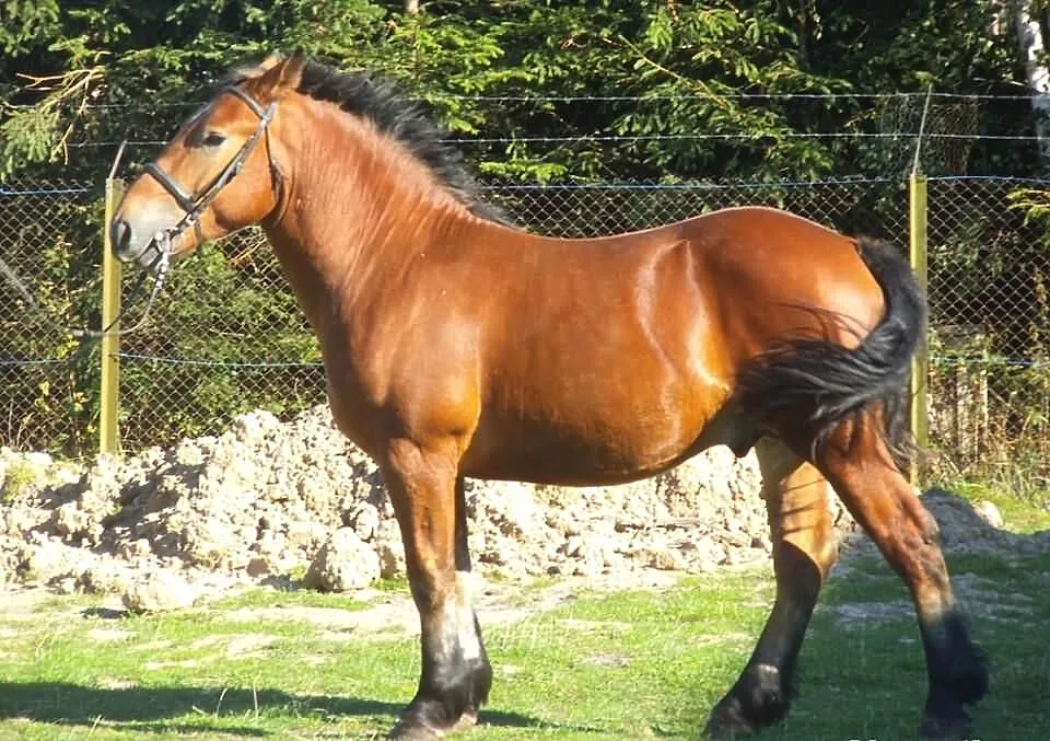 Sprzedam ogierka Amaretto