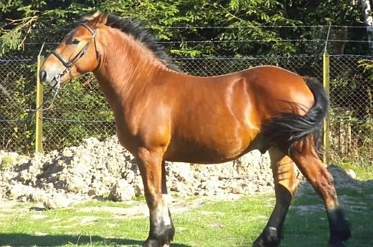 Sprzedam ogierka Amaretto