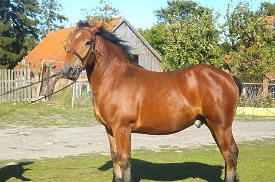 Sprzedam ogierka Amaretto